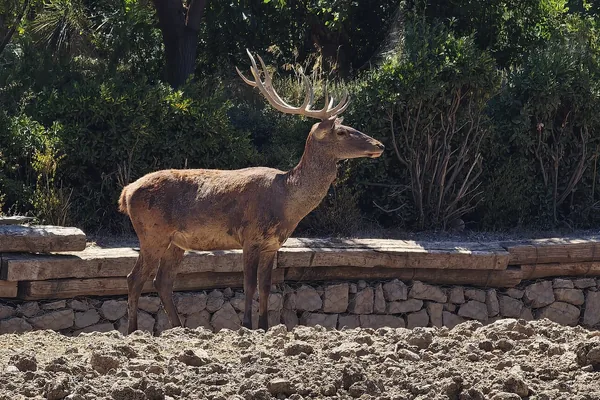 İzmir Doğal Yaşam Parkı'nda geyik