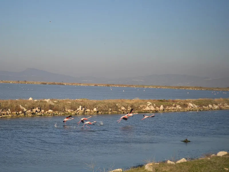 Gediz Deltası'nda sulak alanda flamingolar