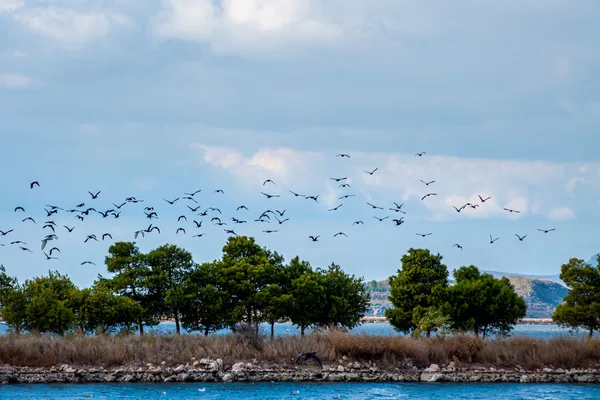 Gediz Deltası üzerinde uçan kuş sürüsü