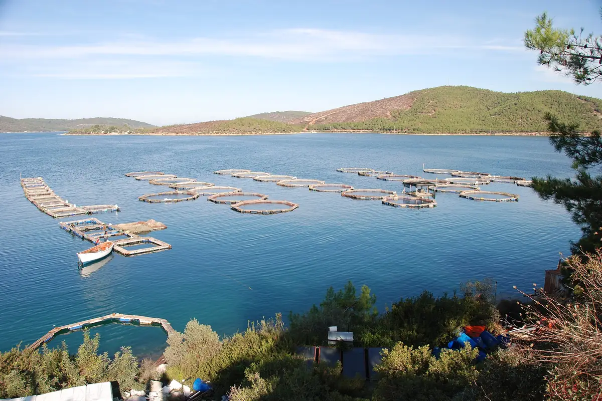 Güvercinlik körfezinde balık çiftliği kafesleri