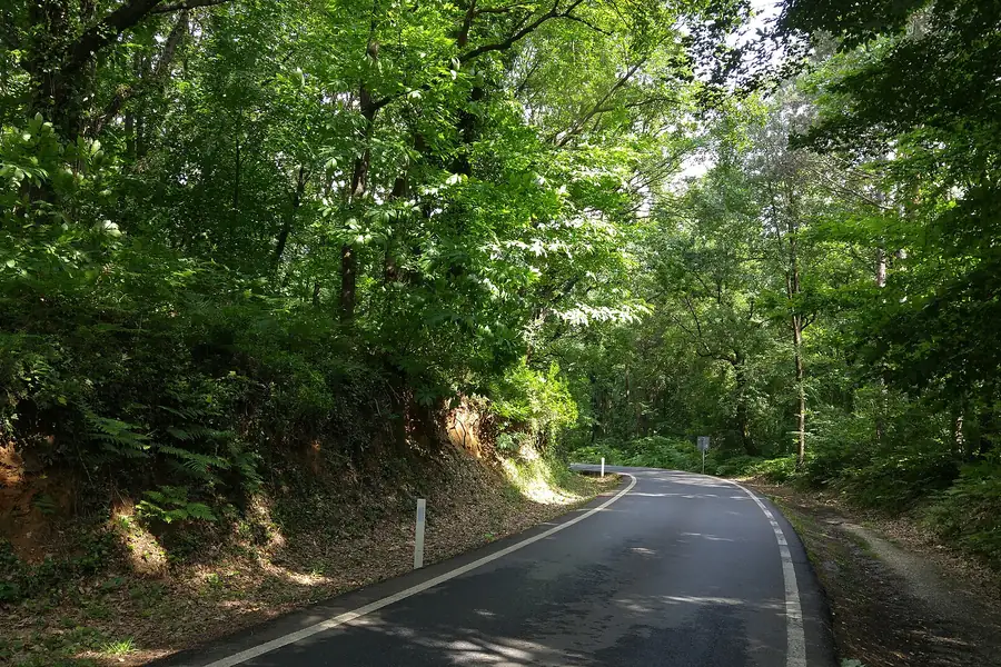 Belgrad Ormanı'nda ağaçlık yürüyüş parkuru