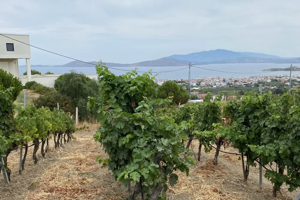 Avşa Adası'nda deniz ve karşı kıyıdaki yerleşim manzarasına bakan bağ sıraları