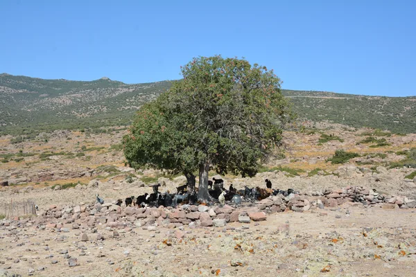 Menemen sınırlarında antik yerleşim tepesi
