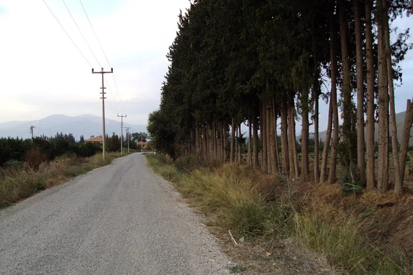 Ortaca deltasında kavak sıraları arasında kırsal yol